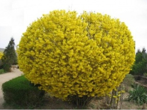 Forsithia Intermedia